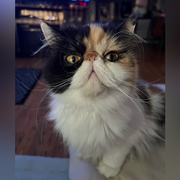 Meet your Posher, Joy-Posh Ambassador - Picture 7 of 7